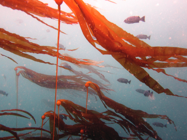 Rockfish swim among bull kelp